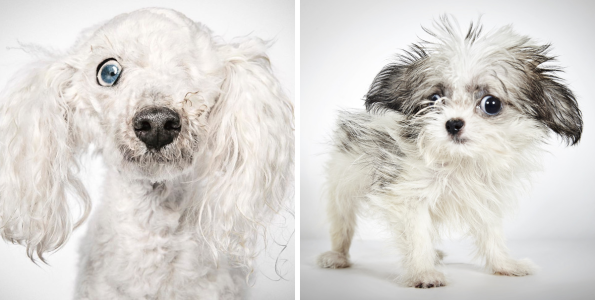 Φωτογράφος μόδας βοηθά εγκαταλελειμμένα σκυλιά να βρούνε σπίτι!