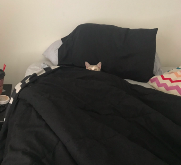 Μερικά γατάκια που αρνούνται να σηκωθούν απ' το κρεβάτι