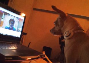 Σκυλάκια κάνουν κλήση στο Skype με τα αφεντικά τους!!