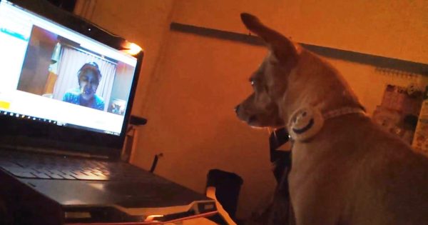 Σκυλάκια κάνουν κλήση στο Skype με τα αφεντικά τους!!