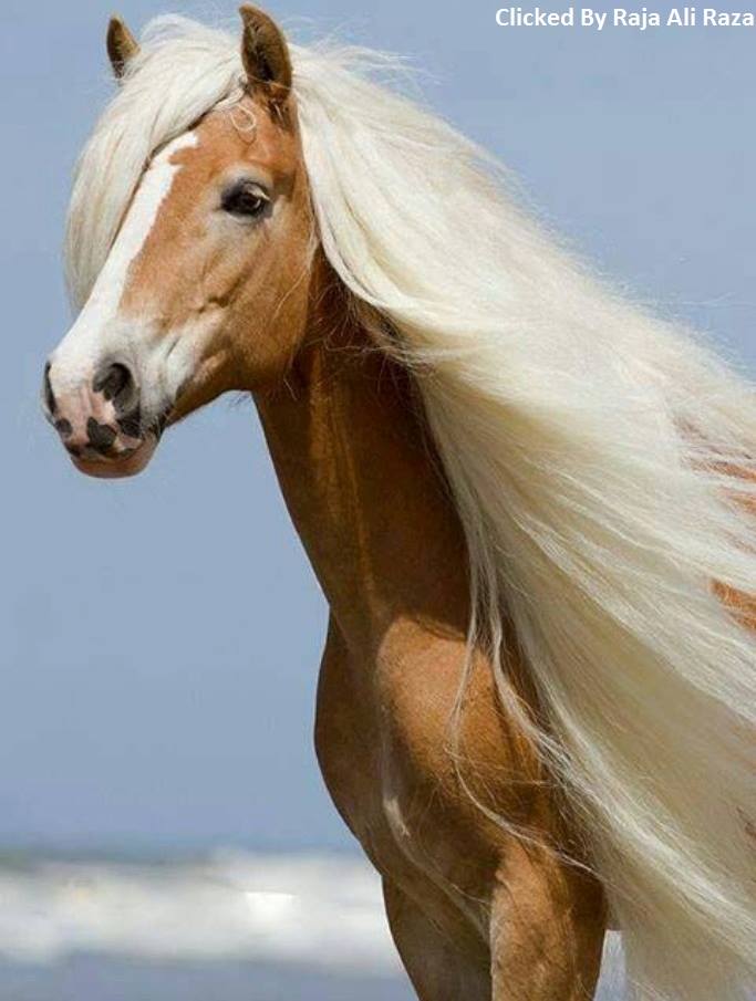 30 Λόγοι που τα άλογα θεωρούνται απο τα ομορφότερα ζώα