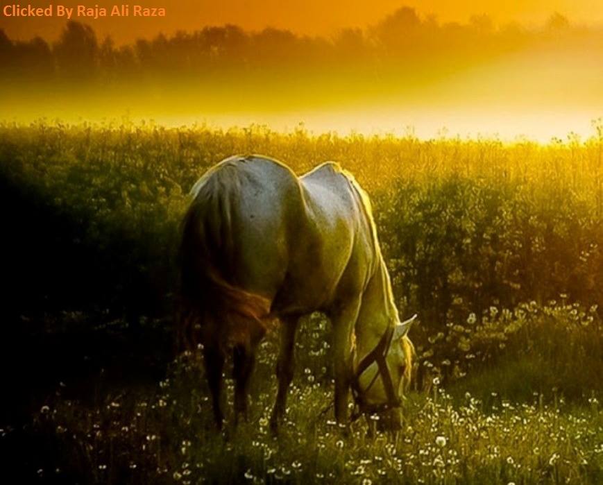 30 Λόγοι που τα άλογα θεωρούνται απο τα ομορφότερα ζώα