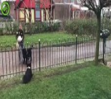 Αυτός ο χαριτωμένος και πανέξυπνος σκύλος ξέρει πώς να κάνει τους ανθρώπους να παίξουν μαζί του!