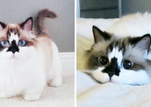 Δείτε γιατί αυτή η γάτα με τα μπλε μάτια, έχει κλέψει τις καρδιές όλων στο Instagram!