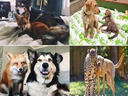 Οι καλύτερες ιστορίες παντοτινής φιλίας... ζώων