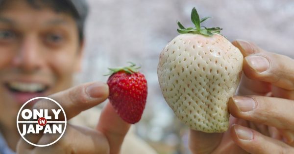Οι λευκές φράουλες που θα βρείτε ΜΟΝΟ στην Ιαπωνία