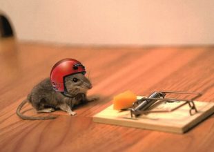 Πέντε απόπειρες της ανθρωπότητας να φτιάξει καλύτερες… ποντικοπαγίδες