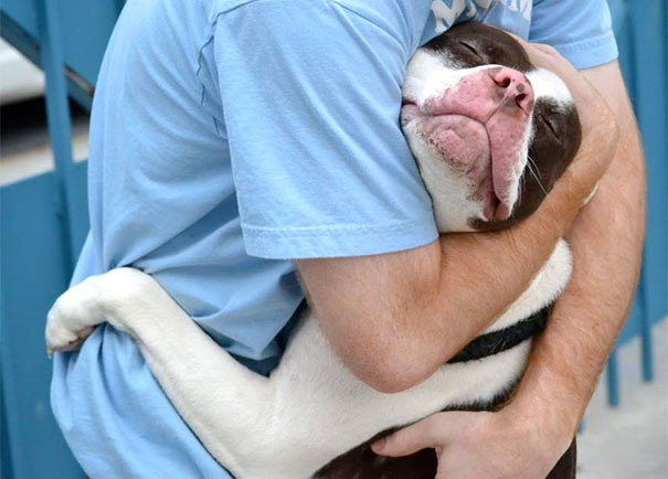 Τι συμβαίνει όταν αγκαλιάζεις ή κοιτάς στα μάτια τον σκύλο σου;