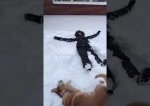 Γιατί και οι σκύλοι θέλουν να κάνουν αγγέλους στο χιόνι!