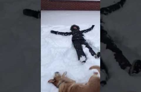 Γιατί και οι σκύλοι θέλουν να κάνουν αγγέλους στο χιόνι!