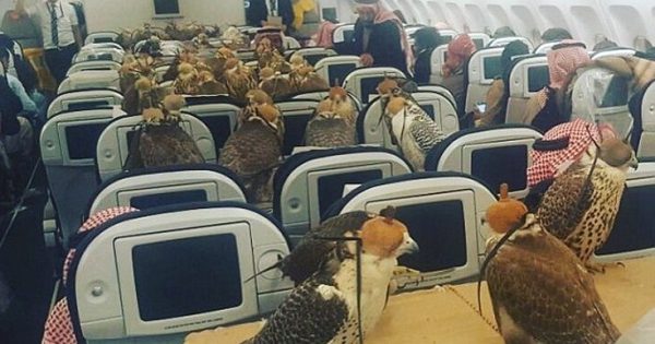 Αρπακτικά πουλιά ταξιδεύουν με το... αεροπλάνο!!!