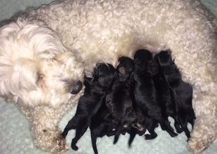 2 λευκά σκυλιά έφεραν στον κόσμο μαύρα κουταβάκια και τώρα όλα τα μάτια στρέφονται προς τη μαμά