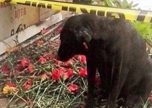 Σκύλος περιμένει το αφεντικό του που σκοτώθηκε στη Σμύρνη