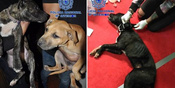 Αστυνομικοί εισέβαλαν σε "club" κυνομαχίας και έσωσαν 230 σκυλιά!
