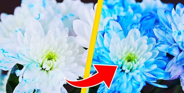 9 Έξυπνα Πειράματα με Λουλούδια