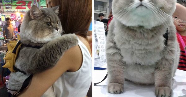 Γνωρίστε τον Μπον Μπον, τον πιο χνουδωτό γάτο ΤΟΥ ΚΟΣΜΟΥ