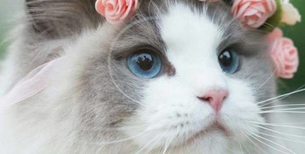 Η πριγκίπισσα Aurora είναι μάλλον η ομορφότερη γάτα του κόσμου