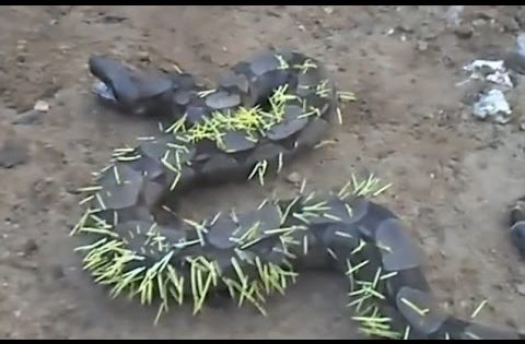 Φίδι προσπαθεί να φάει ένα σκατζόχοιρο και το μετανιώνει ακαριαία