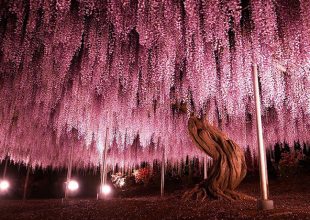 Το Φεστιβάλ με τις Γλυτσίνιες που κάνει την Ιαπωνία έναν Παράδεισο!