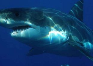 18 Πράγματα ΠΟΛΥ πιο επικίνδυνα κι από τους καρχαρίες