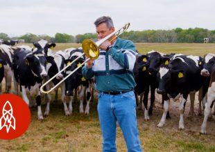 Θα φανταζόσασταν ποτέ ότι οι αγελάδες αγαπούν...την τζαζ;;