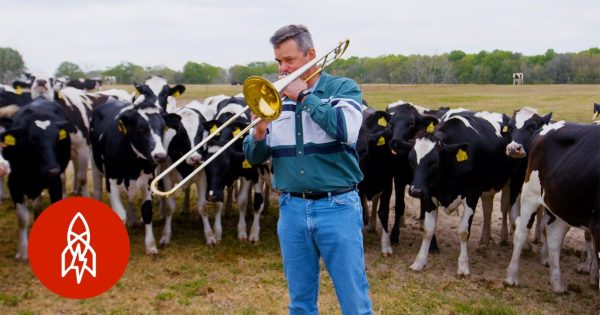 Θα φανταζόσασταν ποτέ ότι οι αγελάδες αγαπούν...την τζαζ;;
