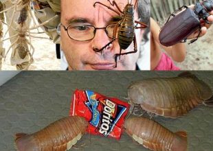 ΑΗΔΙΑ: Τα μεγαλύτερα έντομα του κόσμου!