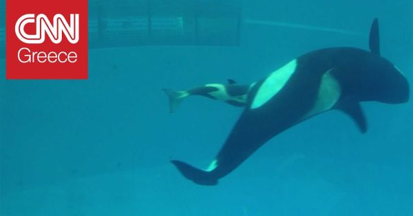 Η τελευταία φάλαινα-δολοφόνος που γεννιέται αιχμάλωτη