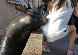 Τρομακτικό βίντεο δείχνει θαλάσσιο λιοντάρι να τραβάει ένα παιδί στο νερό