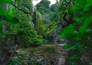 Η «τροπική» ζούγκλα της Ελλάδας: Αιωνόβια δέντρα, κληματσίδες, κισσοί, λίμνες και υπέροχοι καταρράκτες